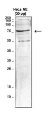 Western Blot: LEO1 Antibody [NBP3-18638]